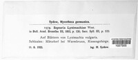 Septoria lysimachiae image